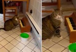 Questo gatto chiede il cibo suonando il pianoforte (ed è dolcissimo)