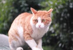 Aveva preso a calci un gatto: condannato a pagare una multa di 10 mila euro