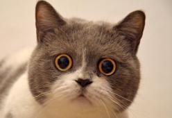 Organizzano una festa di compleanno per il gatto: 15 contagiati