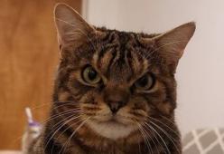Il gatto arrabbiato è diventato ambasciatore ufficiale dei randagi