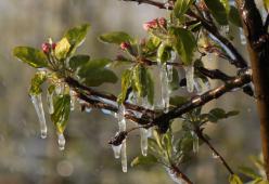 Meteo, l'inverno sta tornando: allarme gelo per i frutteti già fioriti