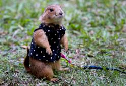 Buona giornata della marmotta a tutti: ecco il significato