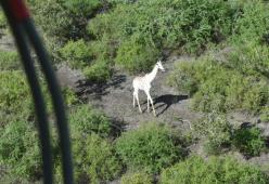 Questa è l'ultima giraffa bianca al mondo: è protetta dai bracconieri con il GPS