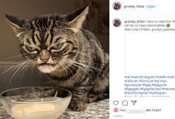 Ecco il nuovo Grumpy Cat... che sembra ancora più scontroso dell'originale