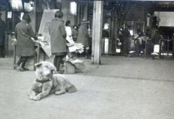 Ritrovata una rara foto di Hachiko, il cane diventato un simbolo di fedeltà