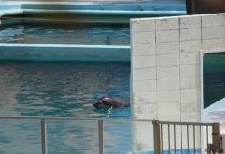 È morto Honey, il delfino “più solo del mondo” abbandonato in un acquario