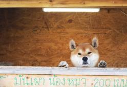 Giappone: è morto Ken il cane lavoratore
