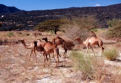 Abbattuti già 1500 cammelli in Australia: i somali vorrebbero prendersene cura