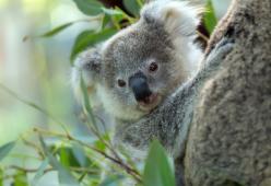 Koala a rischio estinzione: potrebbero scomparire del tutto entro il 2050