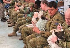 Le emozionanti foto dell'esercito che si prende cura dei koala in Australia