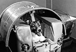 63 anni fa Laika, la cagnolina astronauta, moriva nello spazio