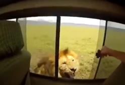Vuole farsi un selfie con il leone,rischia di perdere il braccio