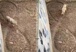 Il video straziante del lupo rinchiuso in gabbia allo zoo fa il giro del mondo 