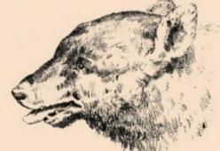 Riesci a vedere un volto umano nascosto in questo disegno?