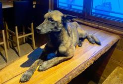 Cane soccorritore si perde sui ghiacciai e dopo 16 giorni torna a casa