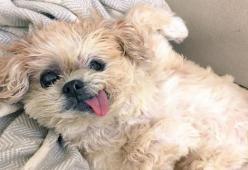 Addio a Marnie, la cagnolina più famosa di Instagram