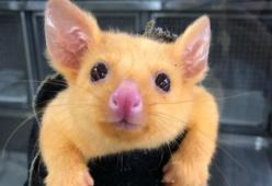 Questo adorabile marsupiale color oro trovato in Australia è identico a Pikachu