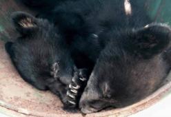 Rifiuta di uccidere 2 cuccioli di orso: licenziata guardia zoofila (ma vince la causa)