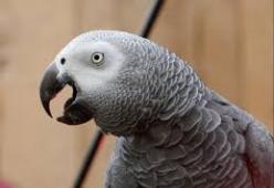 Parolacce e bestemmie: zoo inglese costretto ad isolare 5 pappagalli