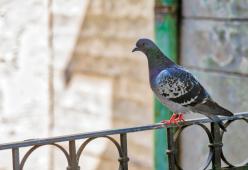 India: dopo 3 anni di reclusione, rilasciato un piccione accusato di spionaggio