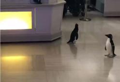 L'acquario chiude per Covid-19 e i pinguini girano liberamente per i locali