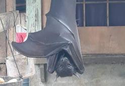 Esiste davvero questo Pipistrello gigante?