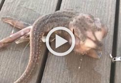 Misteriosa creatura pescata al largo di Coney Island: il video è virale