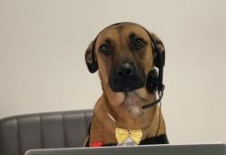 Questo ex cane randagio è stato "assunto" da una concessionaria