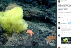 SpongeBob e Patrick esistono davvero? La foto dell’avvistamento spopola sul web
