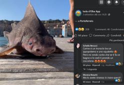 Isola d’Elba: trovato corpo di un raro "pesce porco" nelle acque limitrofe
