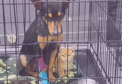 Il gatto sgattaiola fuori dalla gabbia per stare vicino al cane sofferente