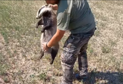 Tasso goloso si abbuffa di fichi e sviene per i troppi zuccheri 