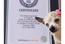 Il cane più vecchio del mondo ha 22 anni e si chiama Pebbels 