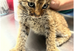 Salvano dalla strada un gattino, ma è una lince 