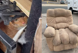 Donano la poltrona al mercatino dell’usato ma dentro c’è il loro gatto
