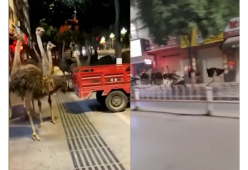 Cina: 80 struzzi in fuga invadono la città
