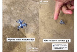 Su tiktok gioca con un drago blu: forse non sa che è velenosissimo
