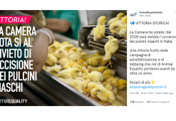 Dal 2026 sarà vietata in Italia l’uccisione dei pulcini maschi
