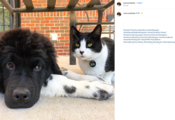 L'incredibile storia di amicizia tra Belle e Bears: cane e gatto inseparabili