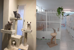 A Milano ha aperto il primo hotel per gatti con camere singole, matrimoniali e plurifamiliari