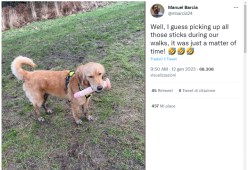 Cane porta al padrone un sex toy al posto del bastone: lui quasi muore dal ridere