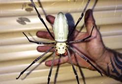 Trova un ragno grande quanto la sua mano davanti la porta del garage