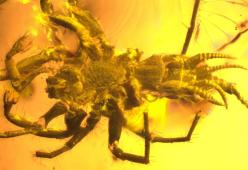 Trovato ragno preistorico con una coda simile allo scorpione