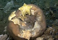 Una stella marina a forma di raviolo è stata scoperta nel Pacifico