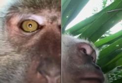 Questa scimmia vanitosa ruba un cellulare e si fa un video selfie