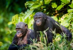 Scimpanzé uccisi in uno zoo olandese: erano usciti dalla gabbia (dimenticata aperta)