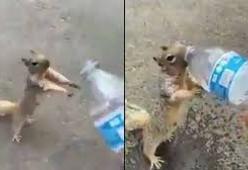 Il video dello scoiattolo che chiede acqua sta facendo il giro del mondo 