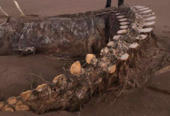Lo scheletro trovato a riva in Scozia è del mostro di  Loch Ness?

