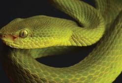 Scoperta una nuova specie di serpenti: il nome è un omaggio ad Harry Potter