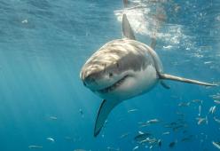 Squalo bianco attacca un surfista: lui si salva infilandogli in bocca la tavola da surf